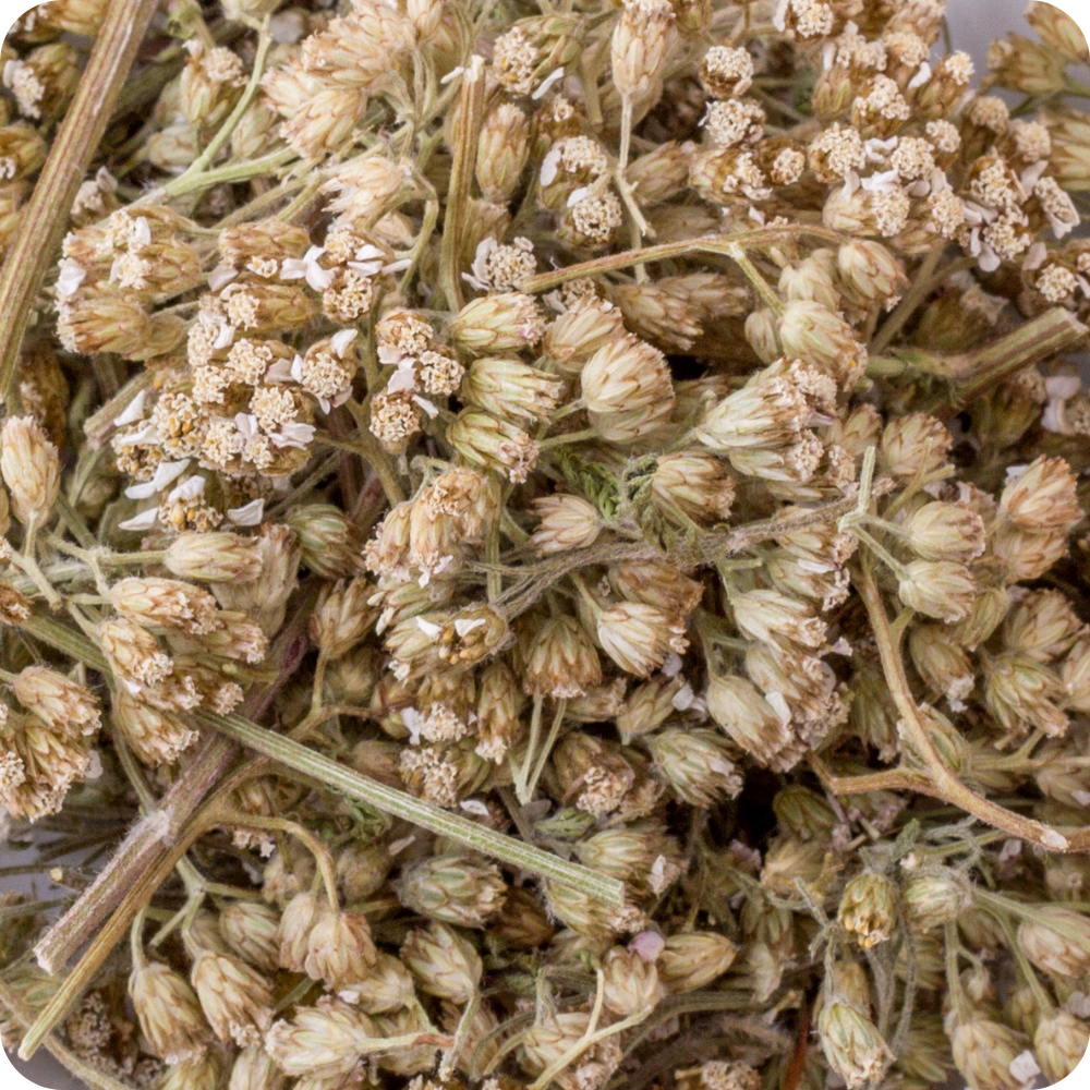 Achillea Fiori Taglio Tisana