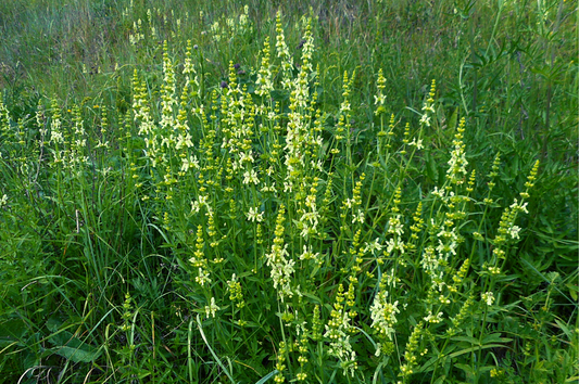 Erba della Paura (Stachys recta): Tradizione, Riti e Scienza