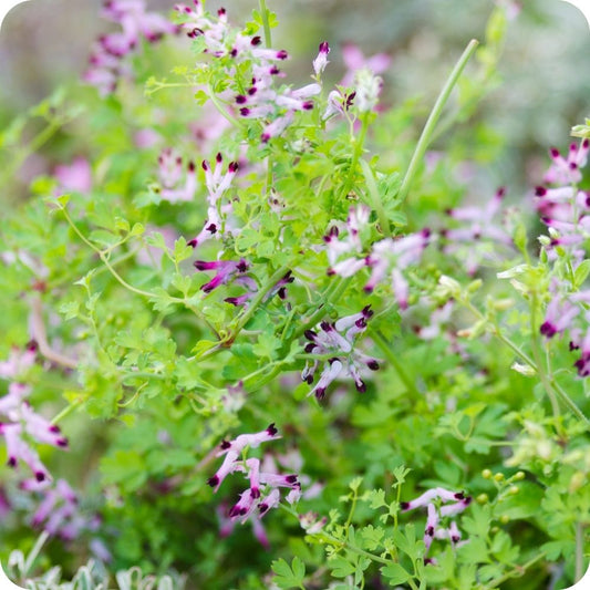 L'arte del fluire: 3 erbe per ripartire a primavera