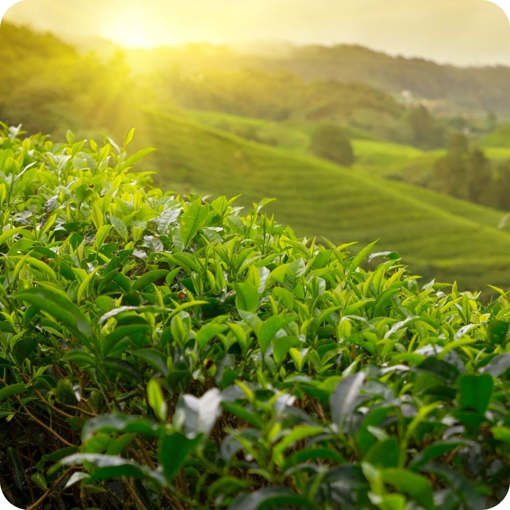 Tè in Foglia: Selezione Puri e Aromatizzati