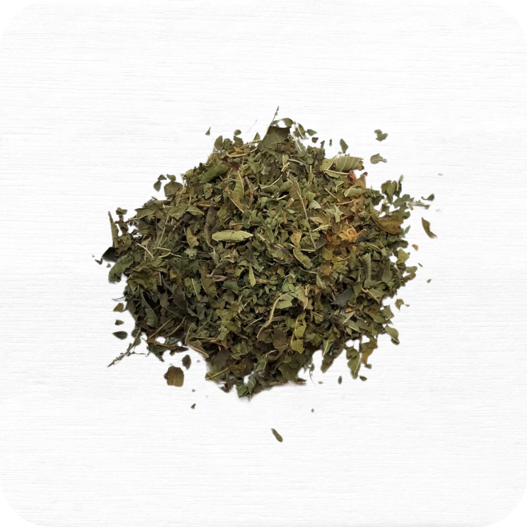 Verbena odorosa