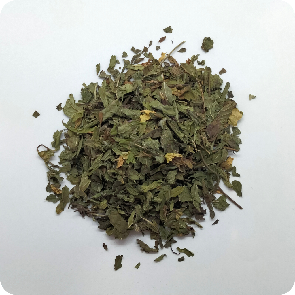 Menta piperita