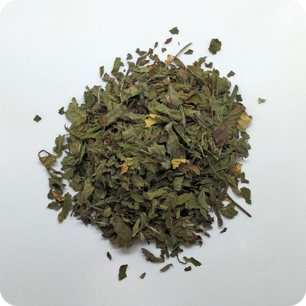 Menta piperita