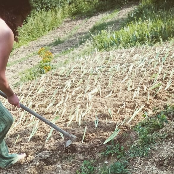 Polvere d'Iris Germanica | Orris Root | 3 Anni di Stagionatura — Erbe di Letizia