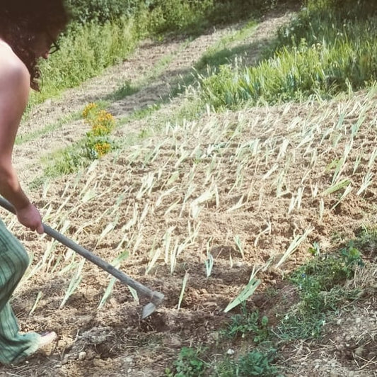 Iris Germanica Rizoma a Rondelle | Invecchiato 3 Anni | Erbe di Letizia