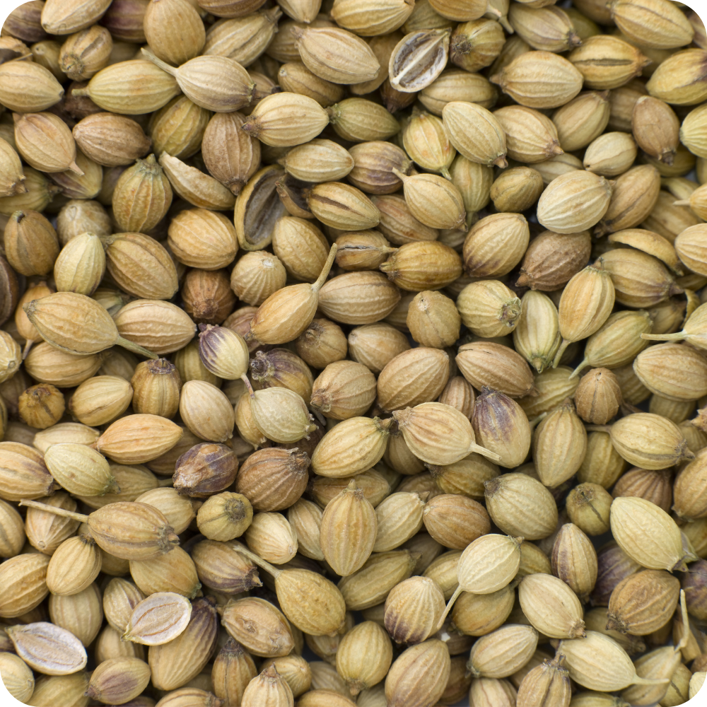 Coriandolo Semi (Coriandrum sativum) – extra BIO Italia