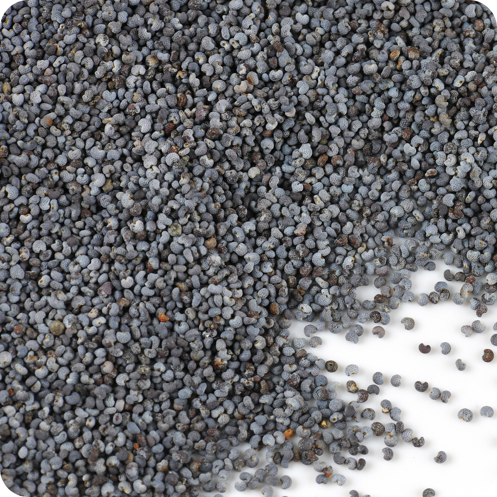 Semi di Papavero Blu