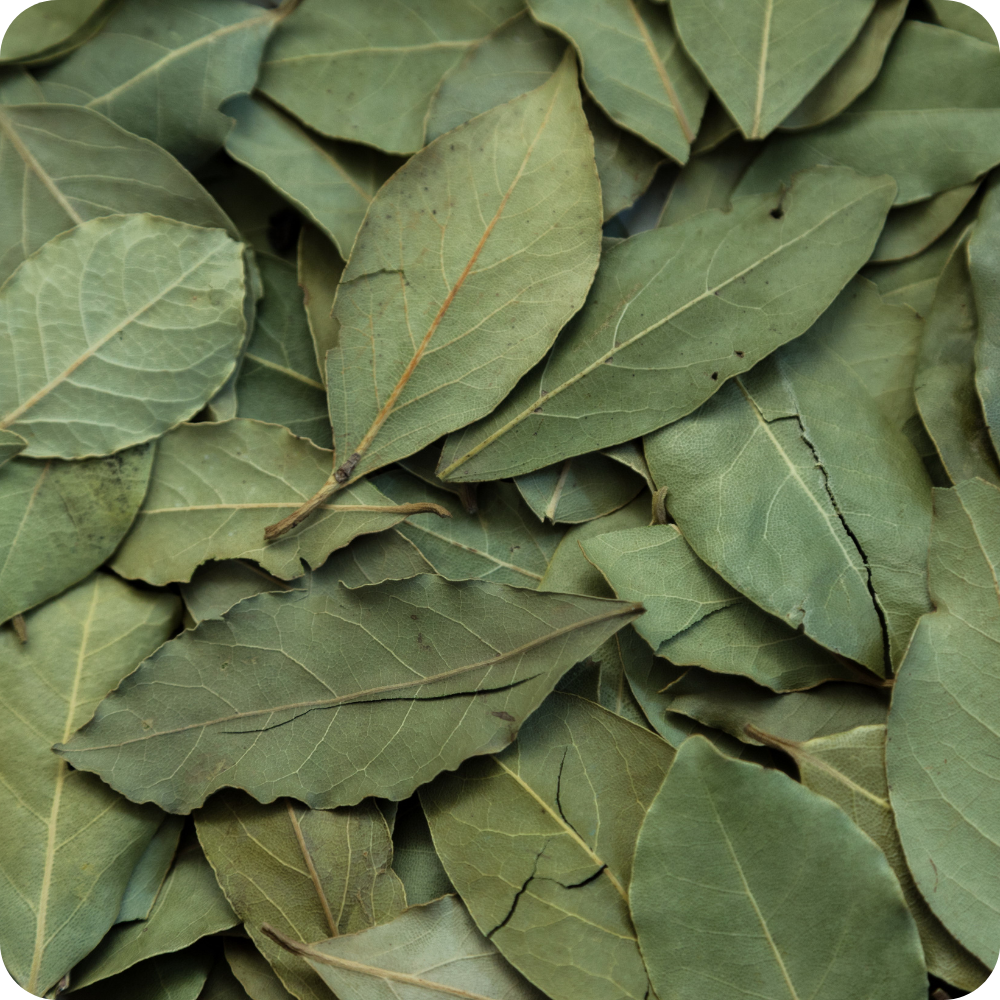 Alloro Bio Val Bisenzio - Foglie Essiccate Artigianali | Erbe di Letizia