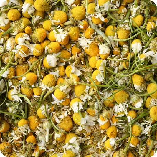 Camomilla capolini extra | Fiori interi selezionati