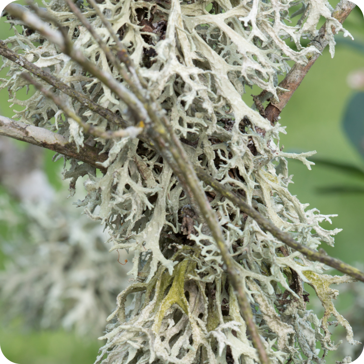 Muschio Quercino (Evernia prunastri) - 30g | 100g
