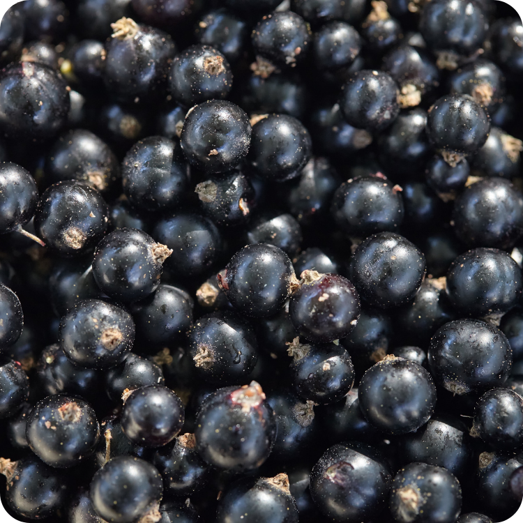 Ribes Nero Frutti Essiccati (Ribes nigrum) – Antiossidante per Microcircolo e Vista