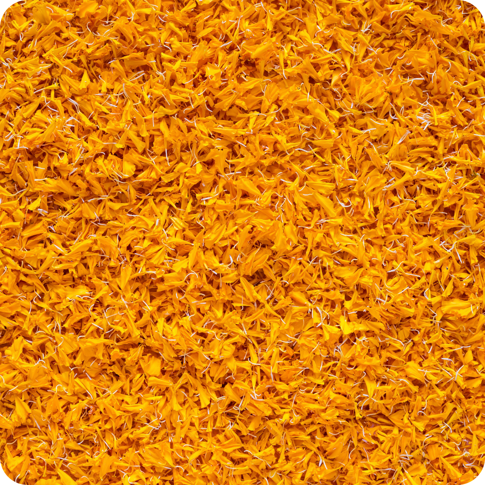 Calendula Petali (Calendula officinalis)