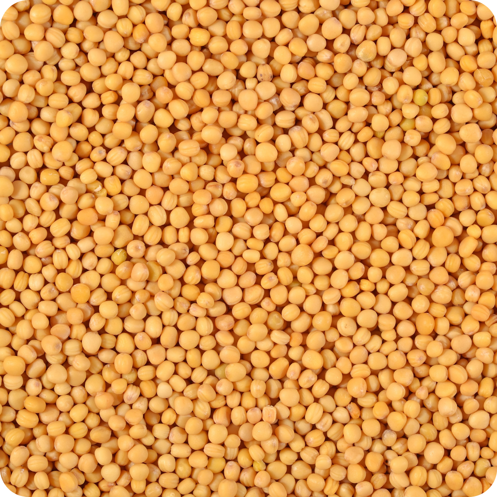 Senape Gialla (Sinapis alba) – Semi Interi