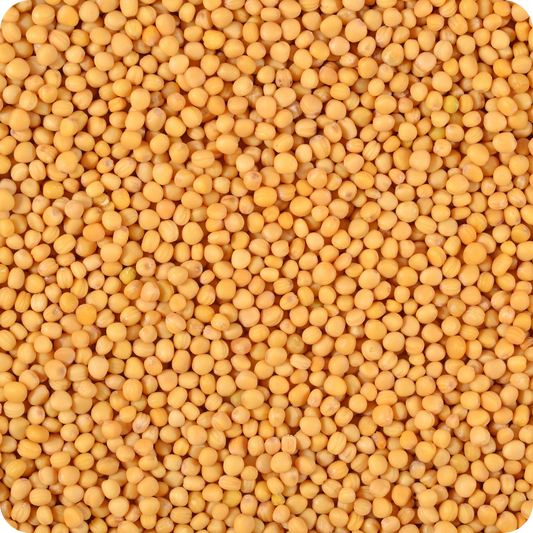 Senape Gialla (Sinapis alba) – Semi Interi